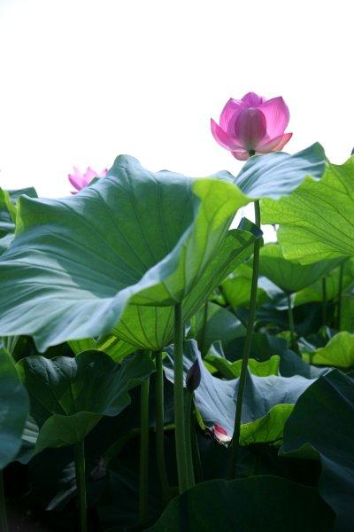 小さな旅●蓮の咲く頃・森川花はす田