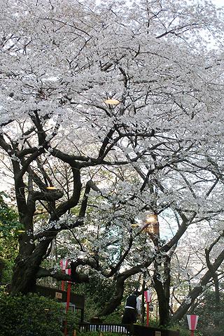'08 満開の桜と高輪時間@「グランドプリンスホテル高輪」