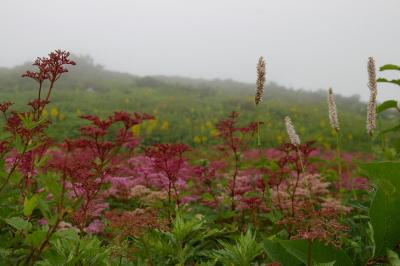 伊吹山は盛り沢山・・・　１．お花畑は霧の中～