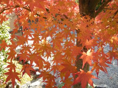 京都弾丸バスツアー *2007*秋