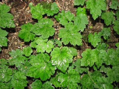 梅雨時の信州(7) 上高地の植物たち：河童橋から明神橋 ～2008年7月～