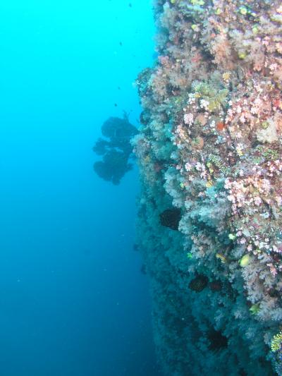 フィジーで最高の休日 Vol.5 リゾート近辺でダイビング