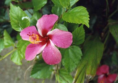 西表島と由布島に行ってきました。