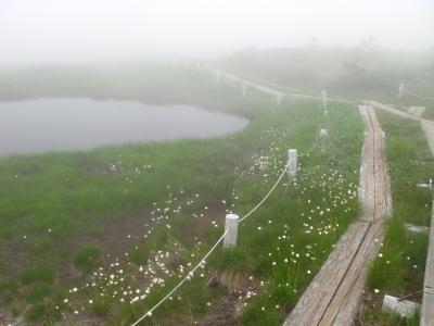 花が綺麗な苗場山へ