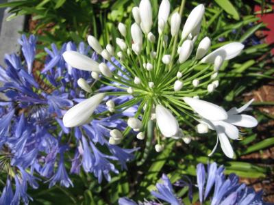 【アメリカ/サンフランシスコ2日目/弾丸出張】