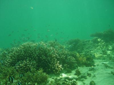 フィジーで最高の休日 Vol.6 リゾート前ビーチでダイビング