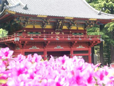 根津神社 ツツジ祭り