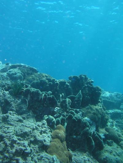 念願かなって柏島でダイビング!1日目