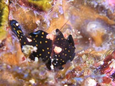 念願かなって柏島でダイビング!2日目