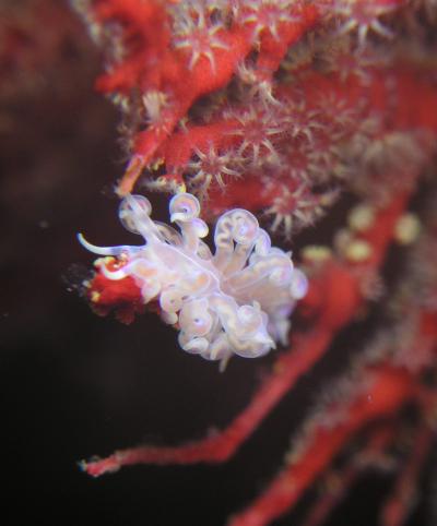 浮島でウミウシダイビング♪