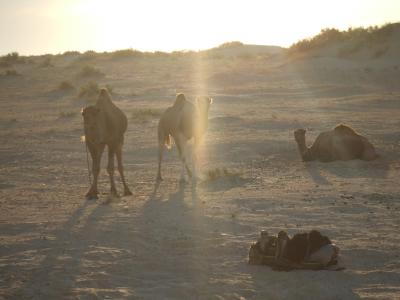 チュニジア旅行記【5】ドゥーズ、サハラ砂漠のオアシス