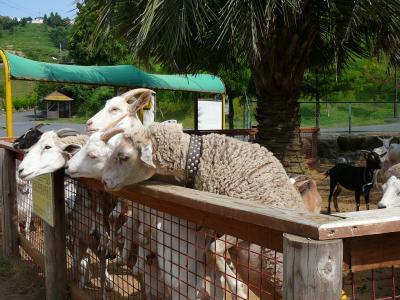 ＰＬ花火夜空の芸術日帰り：小動物ふれあいひろば