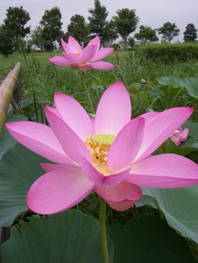 古代蓮の里～ハスの花がいっぱい～