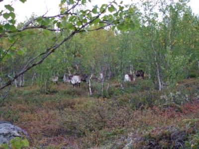 秋のラップランド一人旅Part4(アビスコ散策～夜行列車でストックホルムへ)
