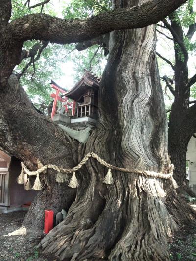 大阪市内ではNO.1の巨木「八王子神社御旅所」の楠