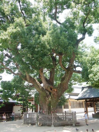 あびこ観・音吾彦観音の楠の巨木がすばらしい大阪住吉区