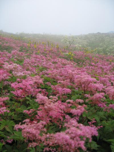 花盛りの伊吹山山頂散策　2008