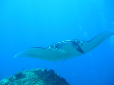 2003/08/27 ケラマ 海からの誕生日プレゼント?!マンタとのんびりダイビング!!