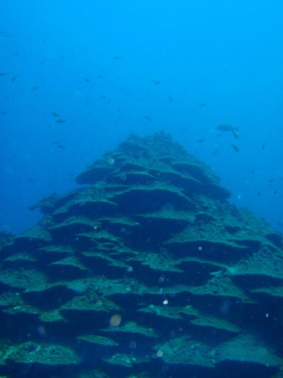 ★牟岐ダイビング★