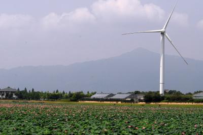 滋賀.烏丸半島のハスは日本最大の群生地