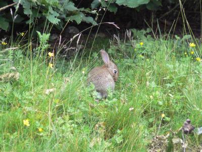 ~シャルルドゴールは野ウサギだらけ☆トランジット編~08 初夏のハンガリー旅行