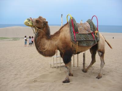 のんびり山陰の旅 ?鳥取砂丘
