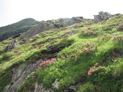 ２００８年スイスハイキング　２９　美しい高山植物の花を愛でる（メンリッヒェン～クライネシャイデック）