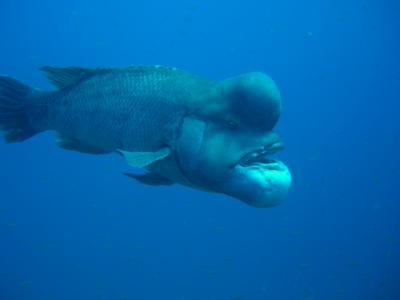 2008 佐渡 コブダイに会いに