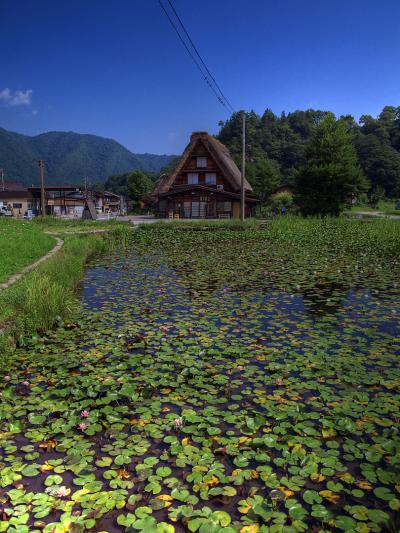 初夏の白川郷、飛騨高山から秘境の里 遠山郷