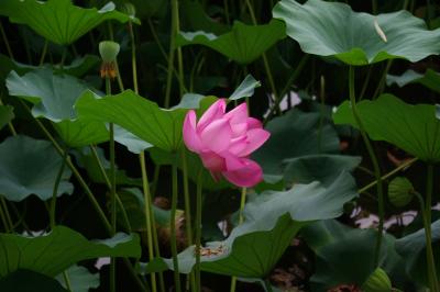 1  .北京の北海公園では園内の改装工事も終わり、夏を告げる蓮花が今見ごろです！