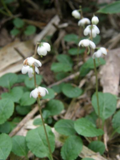 中央アルプスに咲く高山植物・・・?しらび平・千畳敷・木曽駒ヶ岳に咲く花