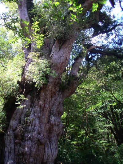 屋久島　縄文杉に会いに行く。