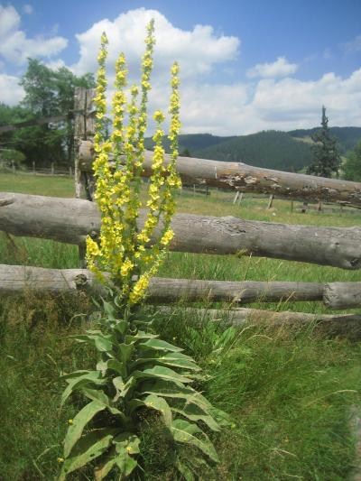 2008年ブルガリア・ハイライトその７：熊手のような黄色い花