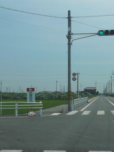 遅かった。赤蓮保存田