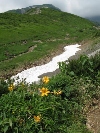 八方尾根自然研究路で高山植物観賞