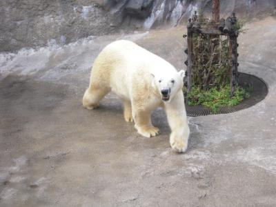 北海道旅行２日目…旭山動物園