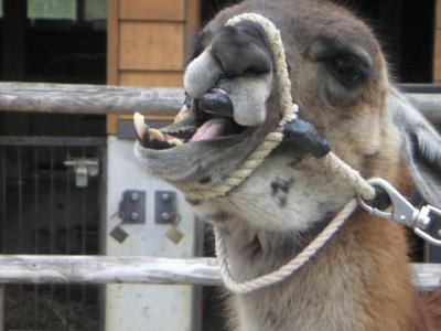 【徳島県】とくしま動物園の動物