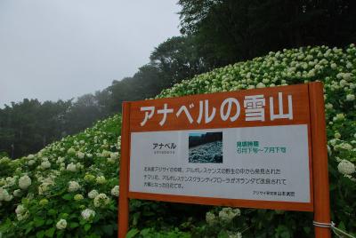 雨に濡れる"あじさい"・・・ ～ 東京サマーランド　あじさい園 ～