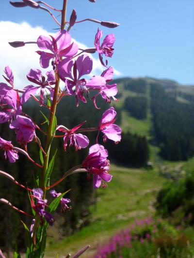 2008年ブルガリア・ハイライトその９：花と実り豊かな夏のブルガリア・その１