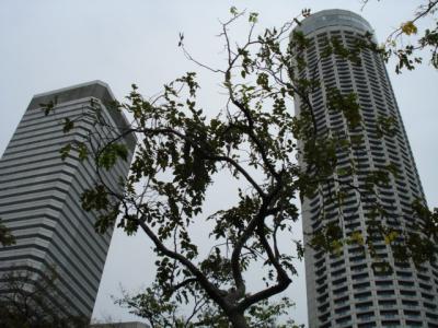 雨のシンガポール