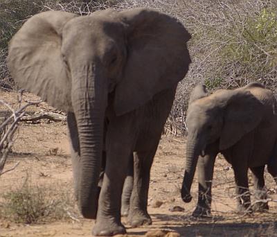 南アフリカ・クルーガー国立公園でのサファリ、とブライドリバーキャニオン・ドライブ
