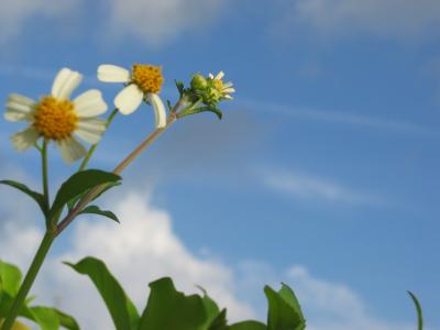 Many Blues 沖縄 4 ~南国の花~
