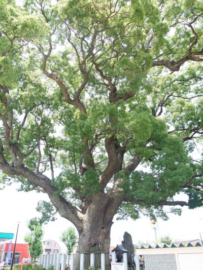大阪府堺市にある金岡神社御旅所の大楠『楠塚公園の楠』