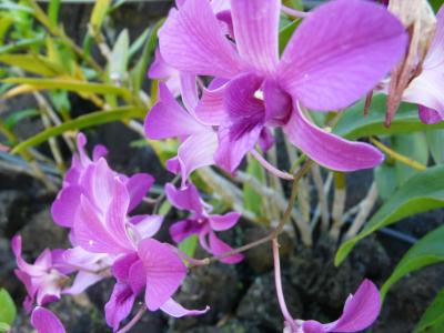 カウアイ島南部遠足①  「キアフナ・プランテーション・ガーデン」