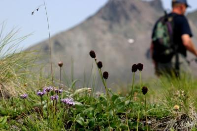 ロシア、カムチャッカ半島、アバチャ山麓へ花の写真撮影旅行