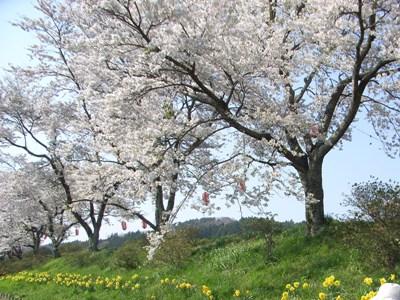 福島県（郡山市）G.W.にお花見、温泉三昧の「ホテル華の湯」