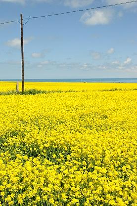 ★夏の一人旅（２）青海省 青海湖に菜の花の咲くころ