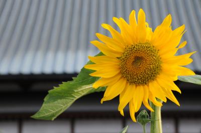 夏の信州から上越へ【１】～松本湧水巡りと松本ぼんぼん～