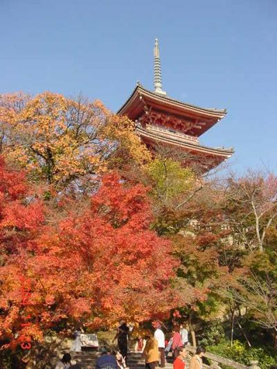 【No.9】 秋の京都の紅葉を求めて