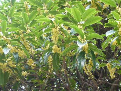 初秋の花散歩・ギンモクセイ